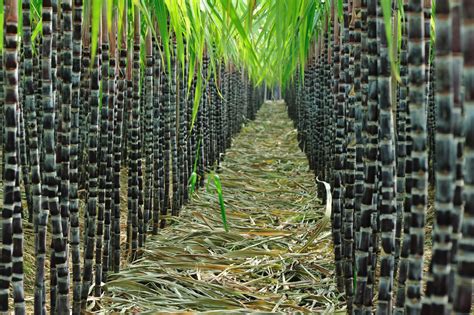 甘蔗的种植技术与管理技术 - 花百科