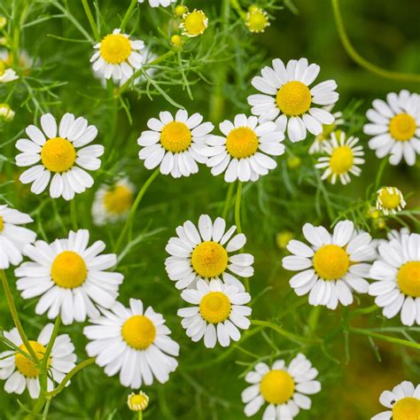 German Chamomile Plant