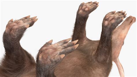 Aardvark Fur Rigged 3D model | 3D Molier International