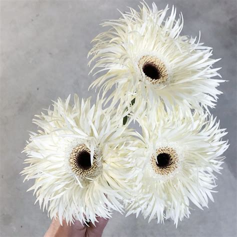 Gerbera – Artofit
