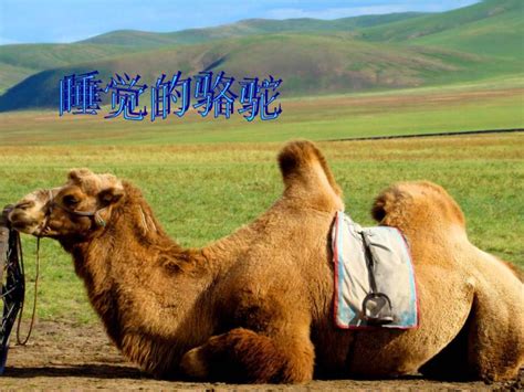 小骆驼PPT课件免费下载-教习网|课件下载