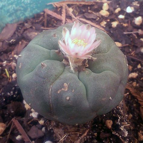 Lophophora williamsii | 'Peyote' | Live plant - Freaky Cacti