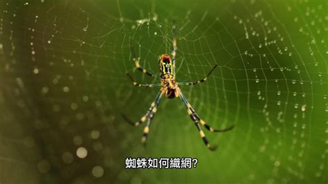 蜘蛛如何織網？你知道嗎？#科普 #動物 #知識科普 #常識 #冷知識 #漲知識 #涨知识 - YouTube
