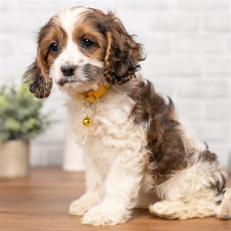 Image result for 30 Pound Cockapoo Dog