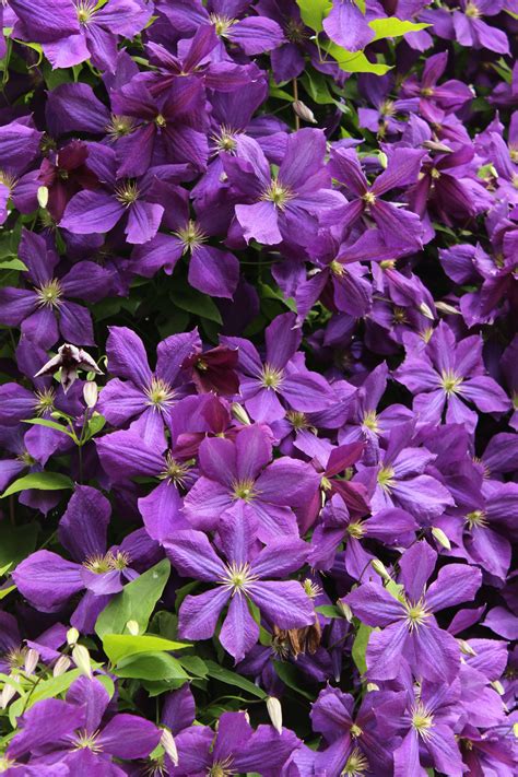Types Of Climbing Clematis Vines at Marilyn Munford blog