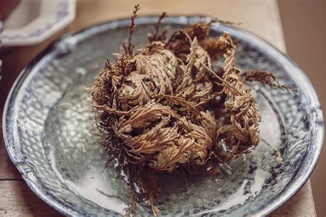 Dive Into The Spiritual Plant World: Full Rose of Jericho Care Guide