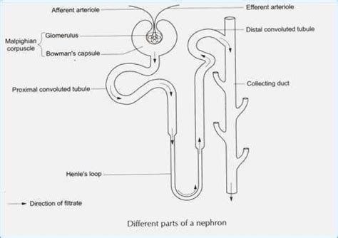 Nephron easy diagram class 10 - Brainly.in