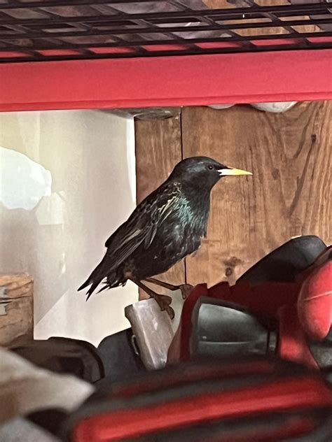 Hey what is this bird? SE Pennsylvania : r/whatsthisbird