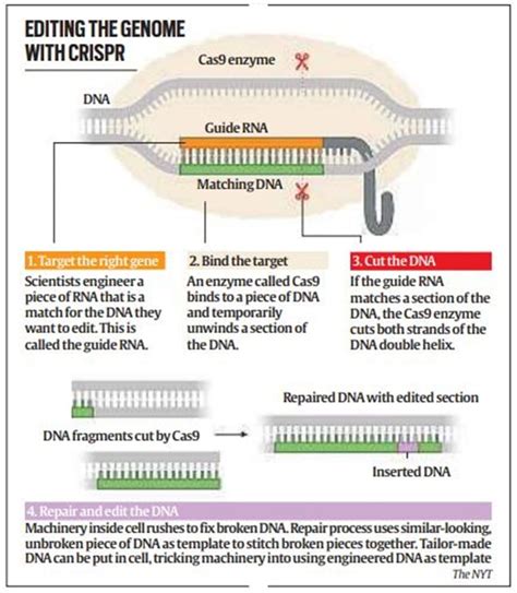 CRISPR Technology Explained 的图像结果
