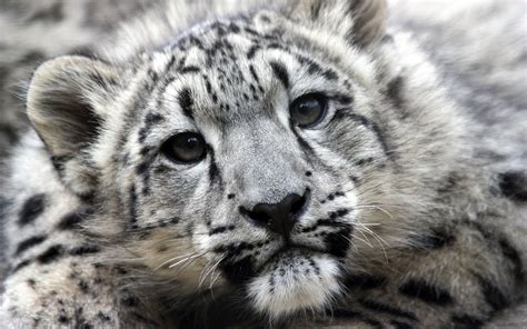 [64+] Snow Leopard Backgrounds | WallpaperSafari