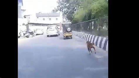 मोहल्ला छोड़ कर जा रहे दोस्त के पीछे 5 Km तक दौड़ता रहा कुत्ता, दोनों ...