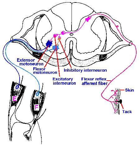 Image result for Contralateral Reflex Example