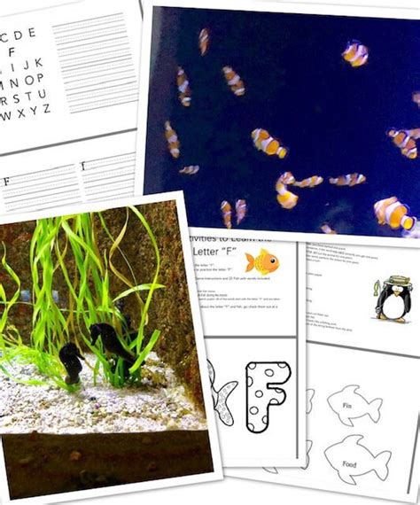 Buy F is for Fish Activity Booklet Online in India - Etsy