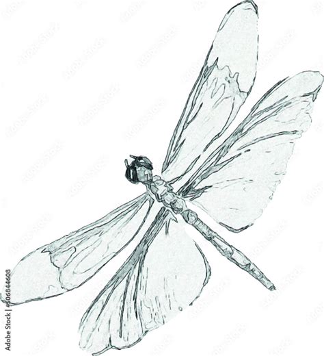 Image result for Insect Drawing