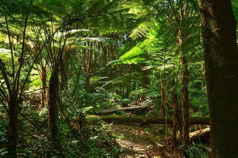 Free Images : nature, wilderness, sunlight, trunk, green, jungle, sydney, botany, agriculture ...