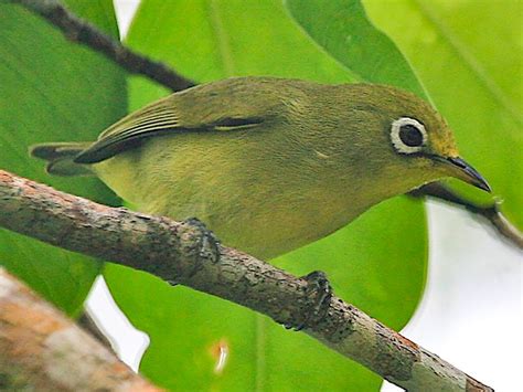 Caroline Islands White-eye - eBird