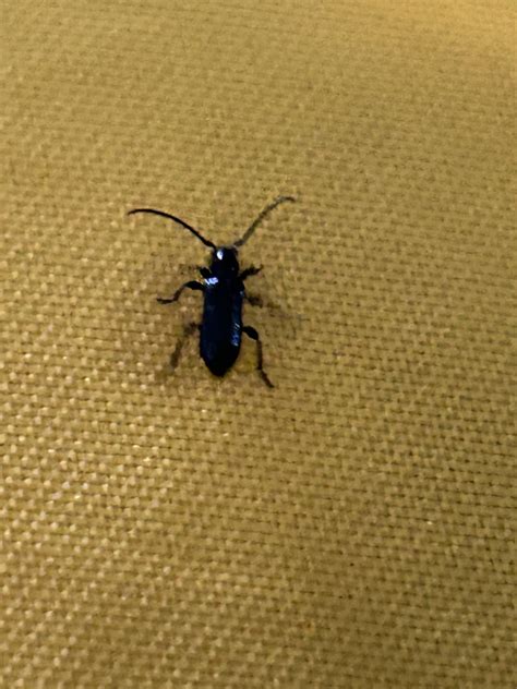 Tiny little black "beetle?" in house in Sierra Nevada Foothills ...