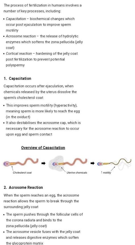what is the difference between cortical reaction and acrosomal reaction ...