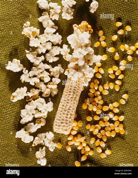 POPCORN, PEARL TYPE (ZEA MAYS EVERTA) / STUDIO Stock Photo - Alamy