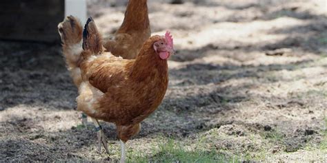 HowToBasic Chicken Parody 的图像结果