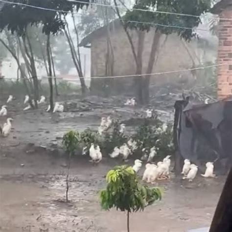 【影片】淡定鴨鴨暴雨中集體站立淋雨引發爭議，可能鴨鴨們也有自己的煩惱 - DogTime