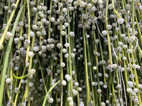 String of Pearls Care Guide: Cultivate a Vining Beauty