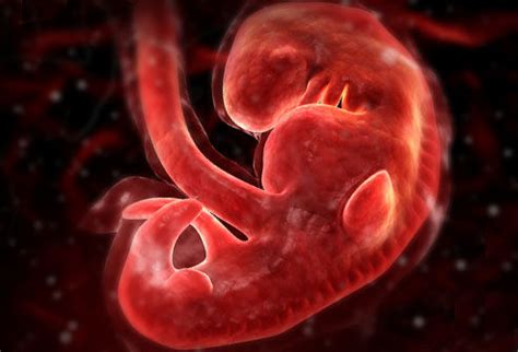 胚胎停止发育【多图】_39医疗图集-39健康网