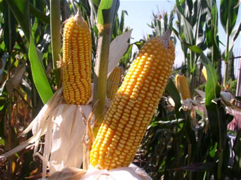 跨国企业在中国较有影响的玉米品种_行业聚焦_191农资人 - 农技社区服务平台