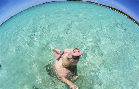 猪会游泳吗？_百度知道