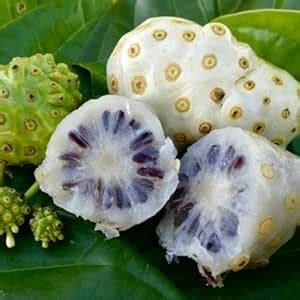 M-Tech Gardens Rare Noni/Beach Mulberry Medicinal Herb Plant (Morinda ...