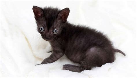 Genetic Mutation In Animals Examples