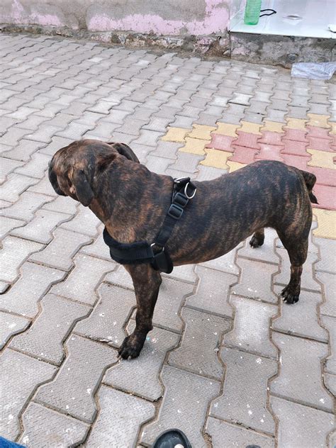 Agirav Dog Belt Combo of Nylon Fur Padded Black Dog Harness with Black ...