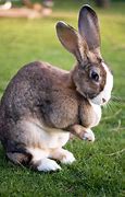Image result for Baby Giant Rabbit