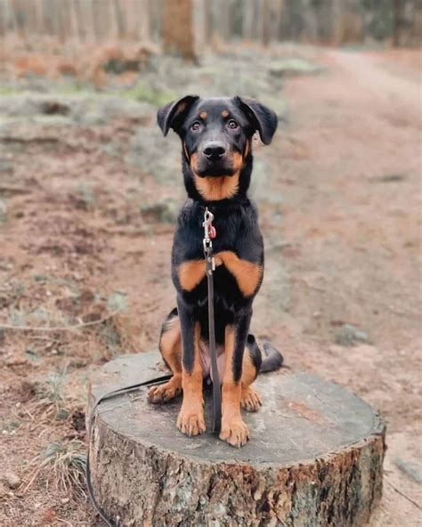 German Shepherd Rottweiler Mix: Germany's Finest