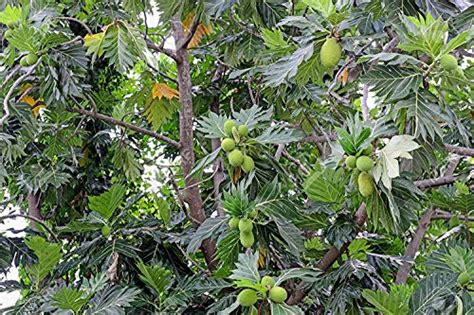 Artocarpus altilis (Breadfruit) Traditional Tasty Breadfruit 1 Healthy ...