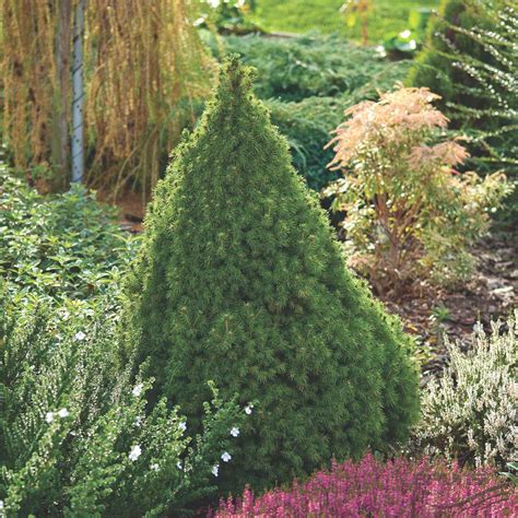 Dwarf Alberta Spruce | NWA Plants Inc