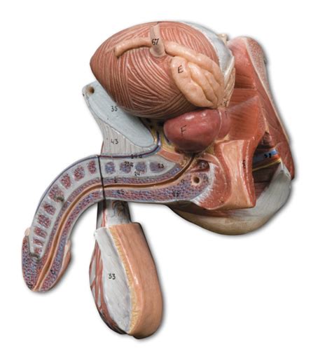 Image result for Male Reproduction Model