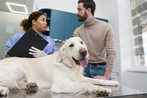 Canine Respiratory Diseases: Symptoms, Treatment, And Prevention