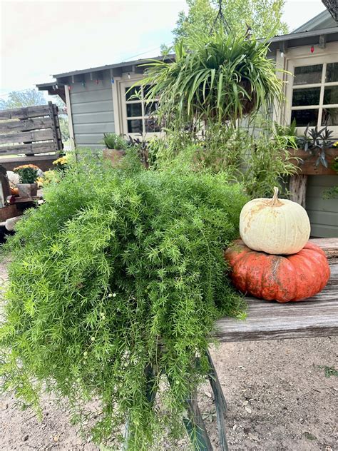 A morning in Buffalo Gap, TX | Over 50 Feeling 40