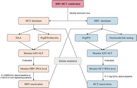 Viruses | Free Full-Text | Hepatitis B Virus HBx Protein Interactions ...