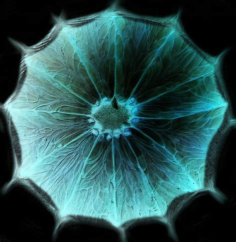 Image result for Alien Cell Game