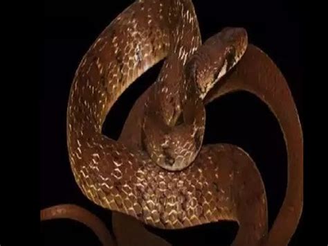 A new species of snake was discovered in the Western Ghats of ...
