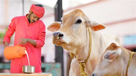 Untapped Potential of Dairy Business in Rural India: A Call to Action ...