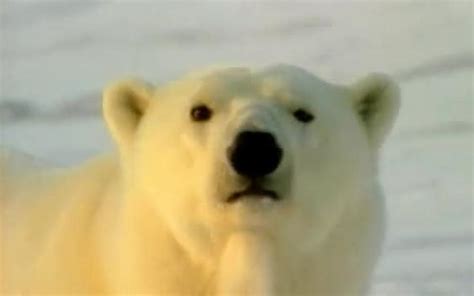 【探索频道自然纪录片】冰上魅影：可爱的北极熊_哔哩哔哩_bilibili