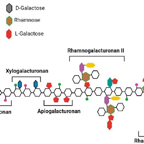 Image result for Pectin Structure