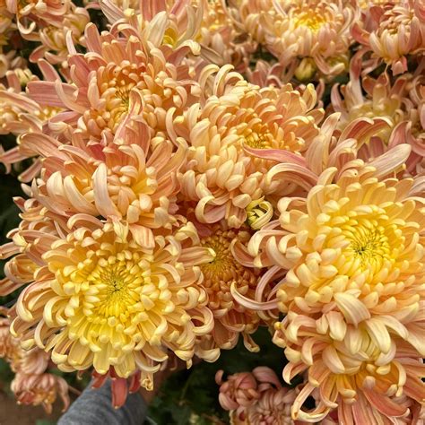 River City Mum – 3 Porch Farm