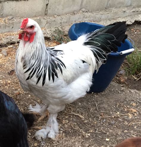 Light Brahma Chickens