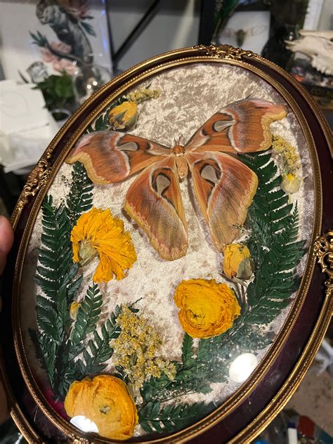 Vintage Bubble Glass Frame With Atlas Moth and Dried Flowers - Etsy