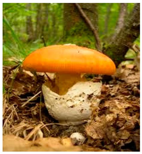 Classification of Amanita Species Based on Bilinear Networks with ...