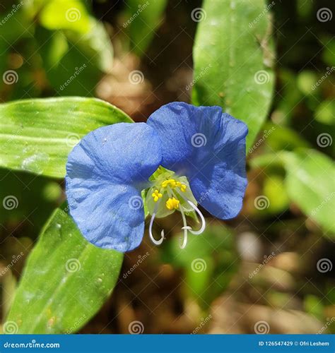 Bright Blue Flower with Yellow Stamens Stock Image - Image of threads ...
